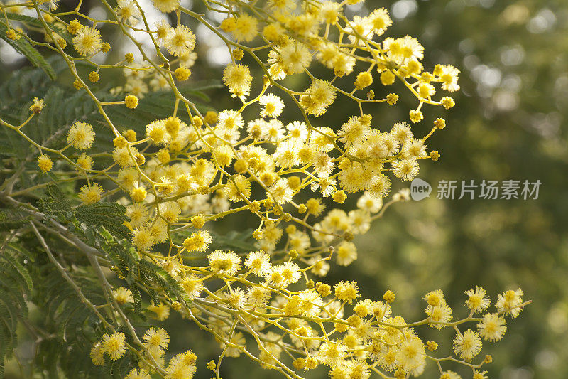 假含羞草(Acacia dealbata，含羞草科)